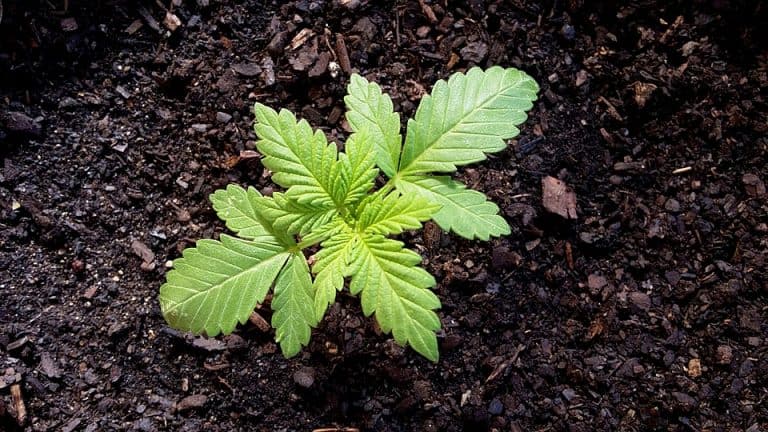 semillas de marihuana