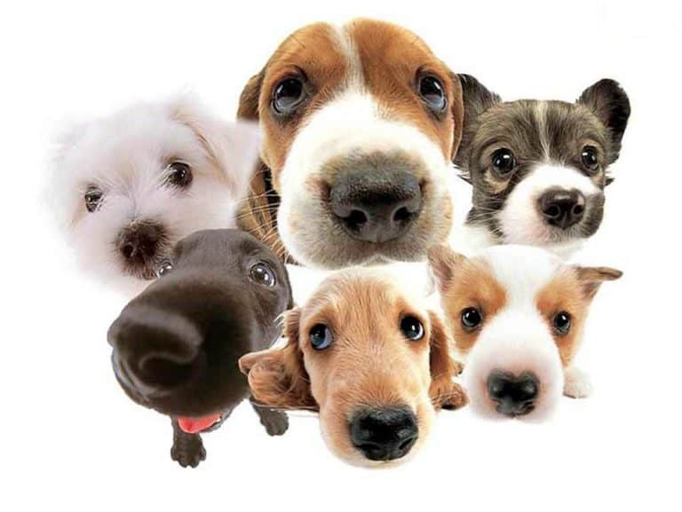 consejos a tener en cuanta sobre el tener una mascota en casa