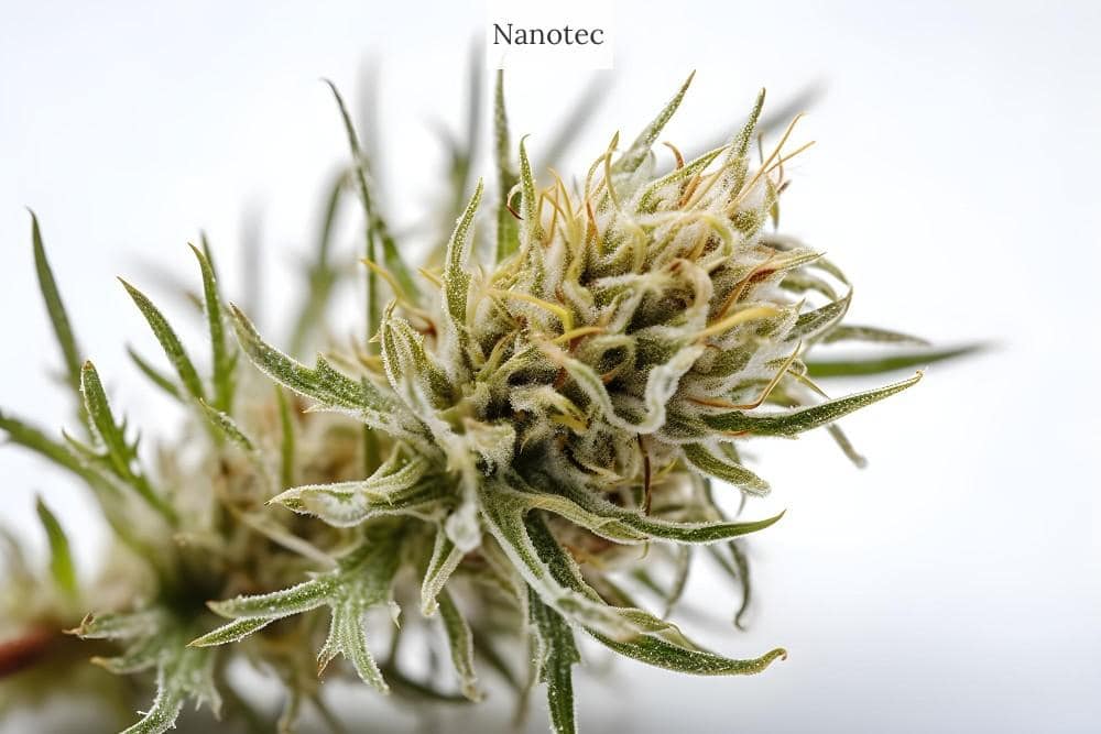 requisitos ser mayorista cbd espana