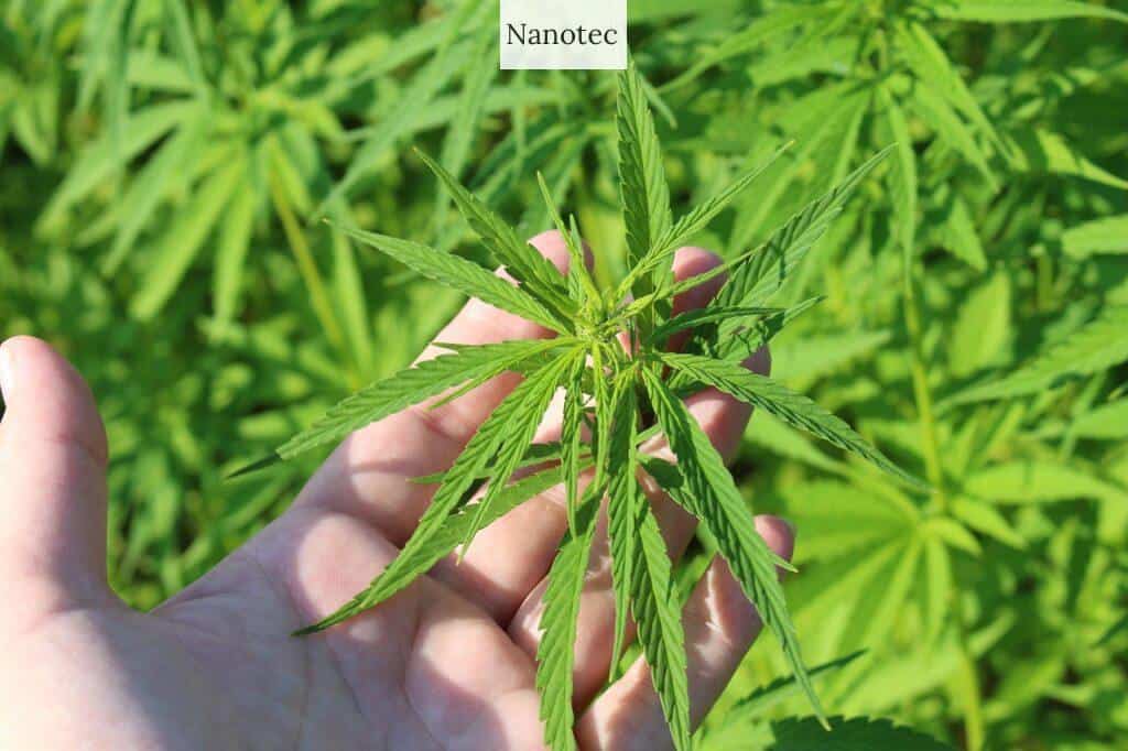 ecommerce CBD en Portugal